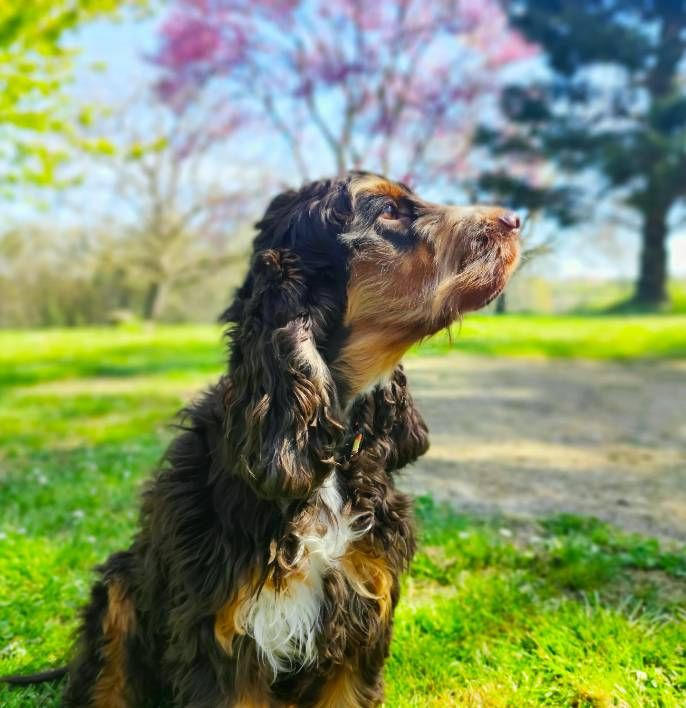 etang au miroir Orea