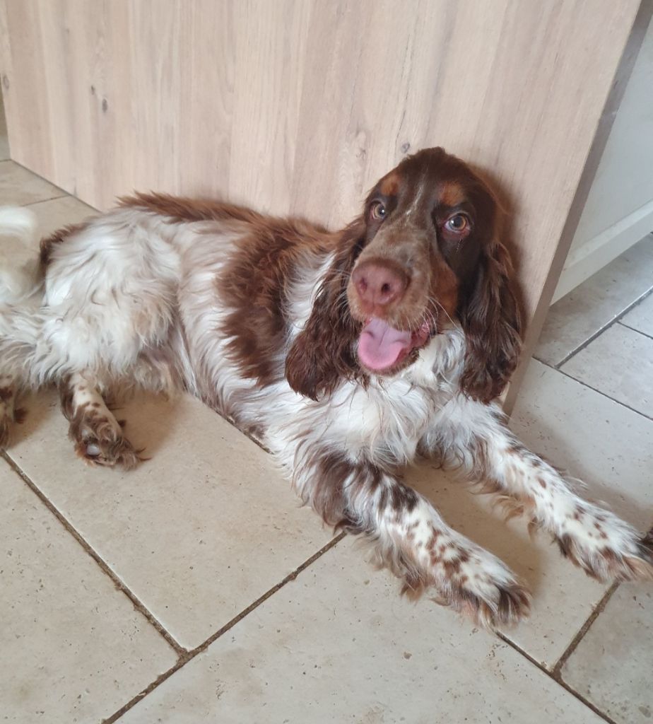 Tri martolod des dames de la forêt barrade