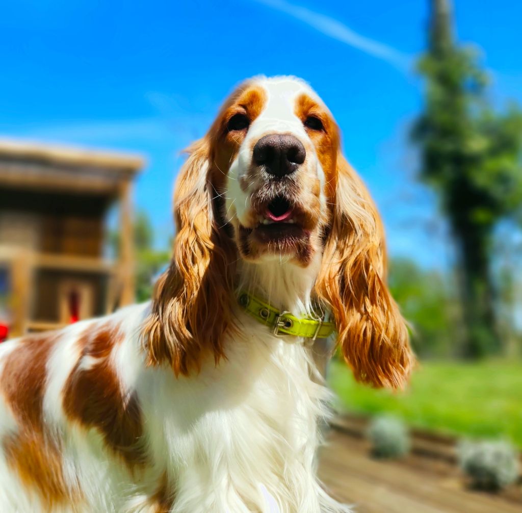 Pepsy de l etang au miroir