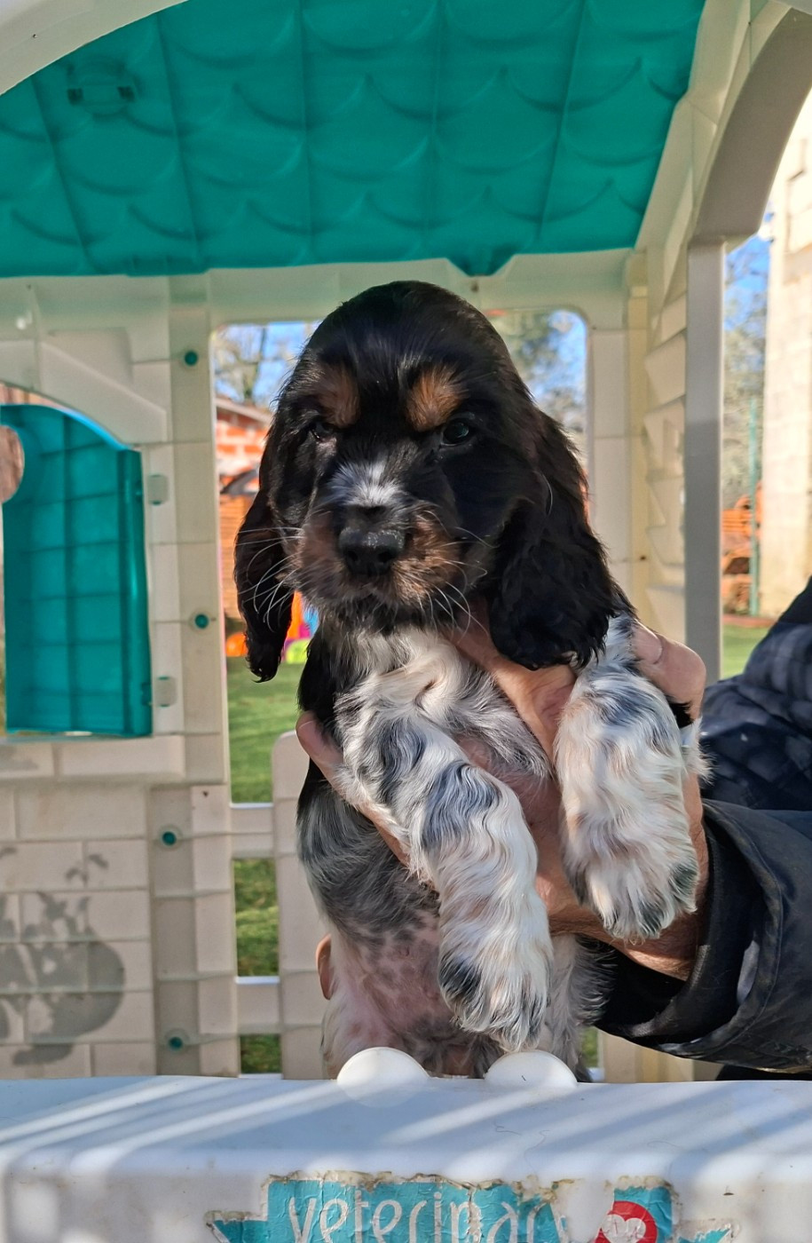 Chiots nés chez nous 2025