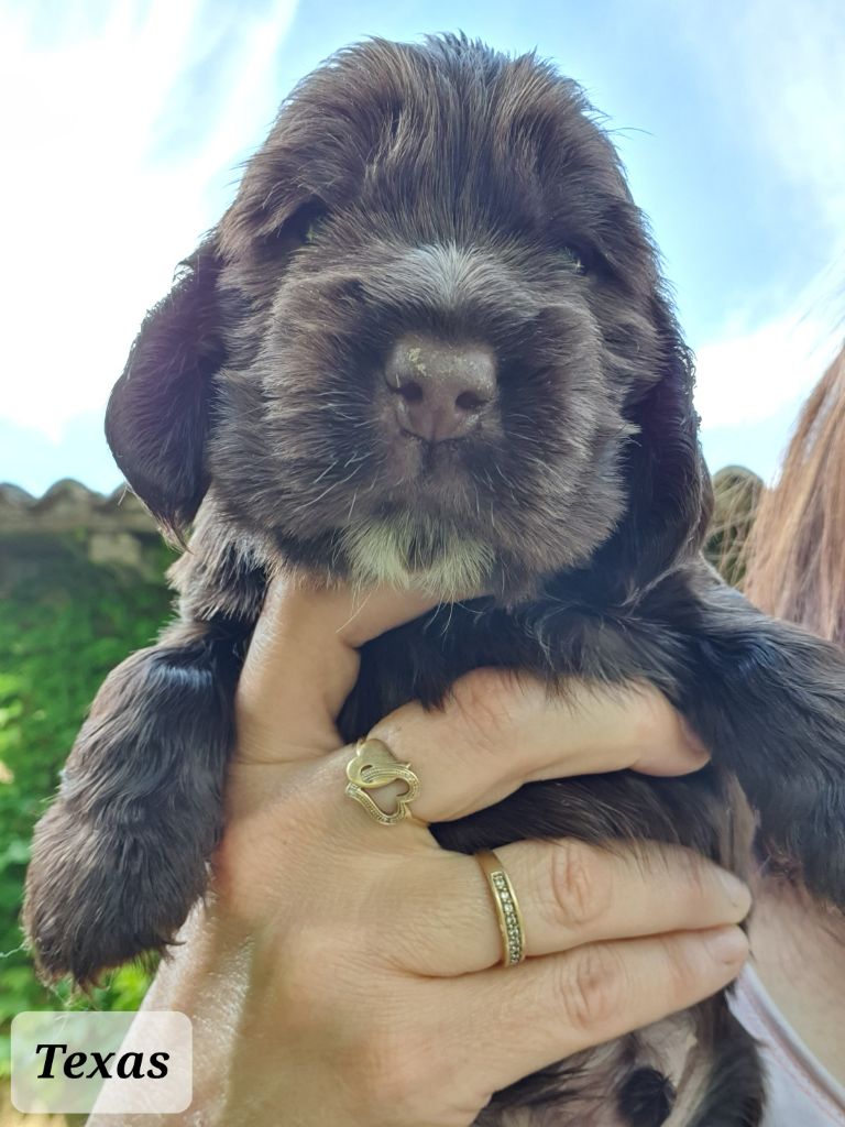 chiots nés chez nous 2022