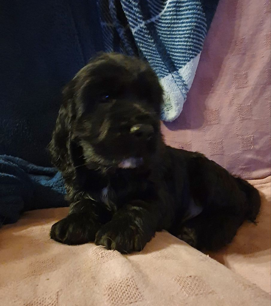 Chiots nés chez nous année 2020