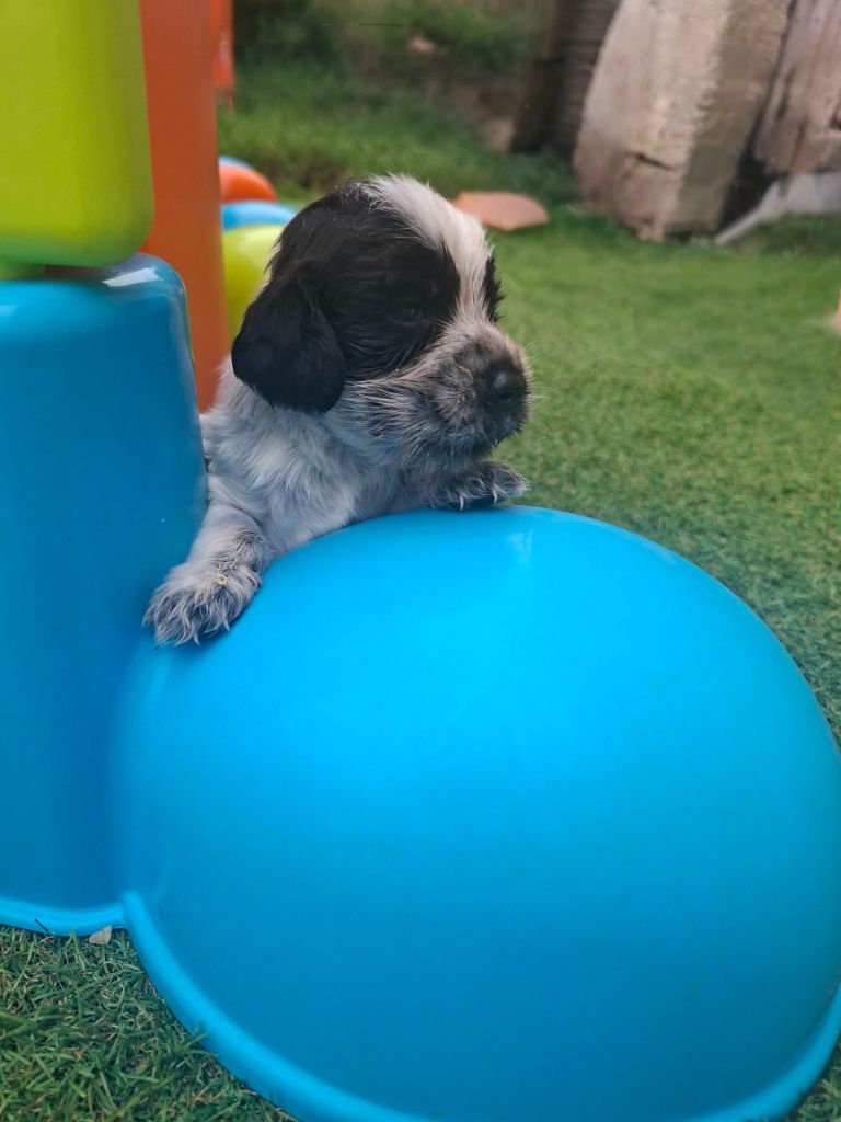 Des Joyaux Du Petit Faure - Chiots disponibles - Cocker Spaniel Anglais