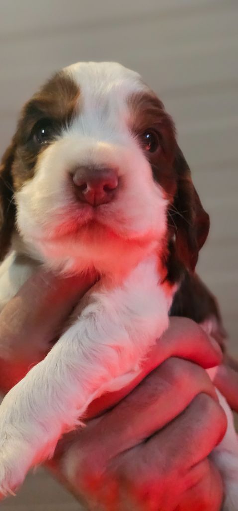 Des Joyaux Du Petit Faure - Chiots disponibles - Cocker Spaniel Anglais