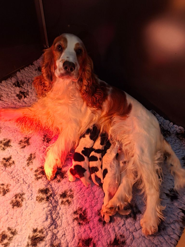 Chiot Cocker Spaniel Anglais Des Joyaux Du Petit Faure