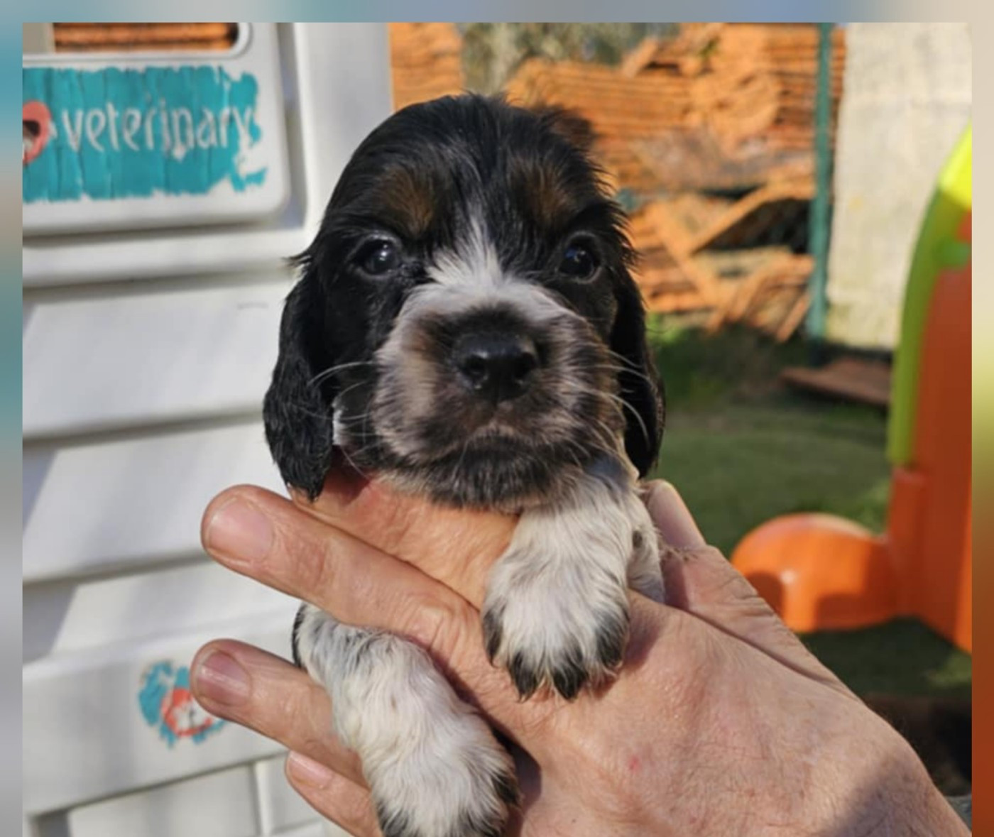 Des Joyaux Du Petit Faure - Chiots disponibles - Cocker Spaniel Anglais