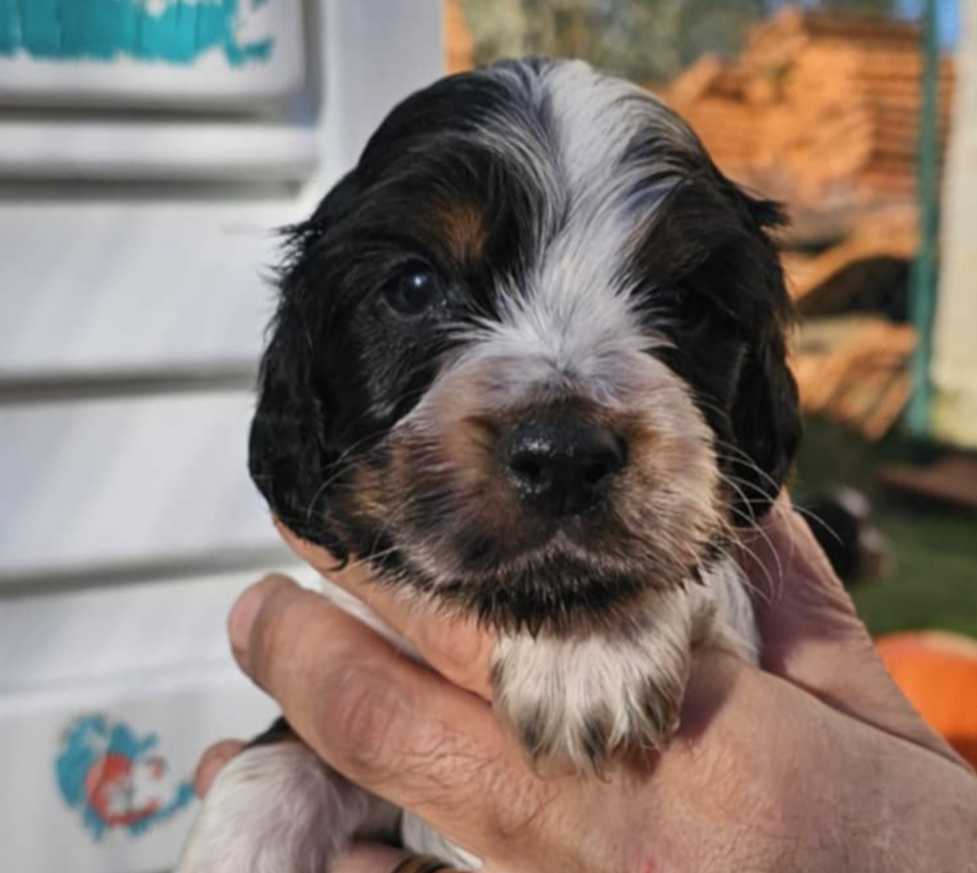 Des Joyaux Du Petit Faure - Chiots disponibles - Cocker Spaniel Anglais