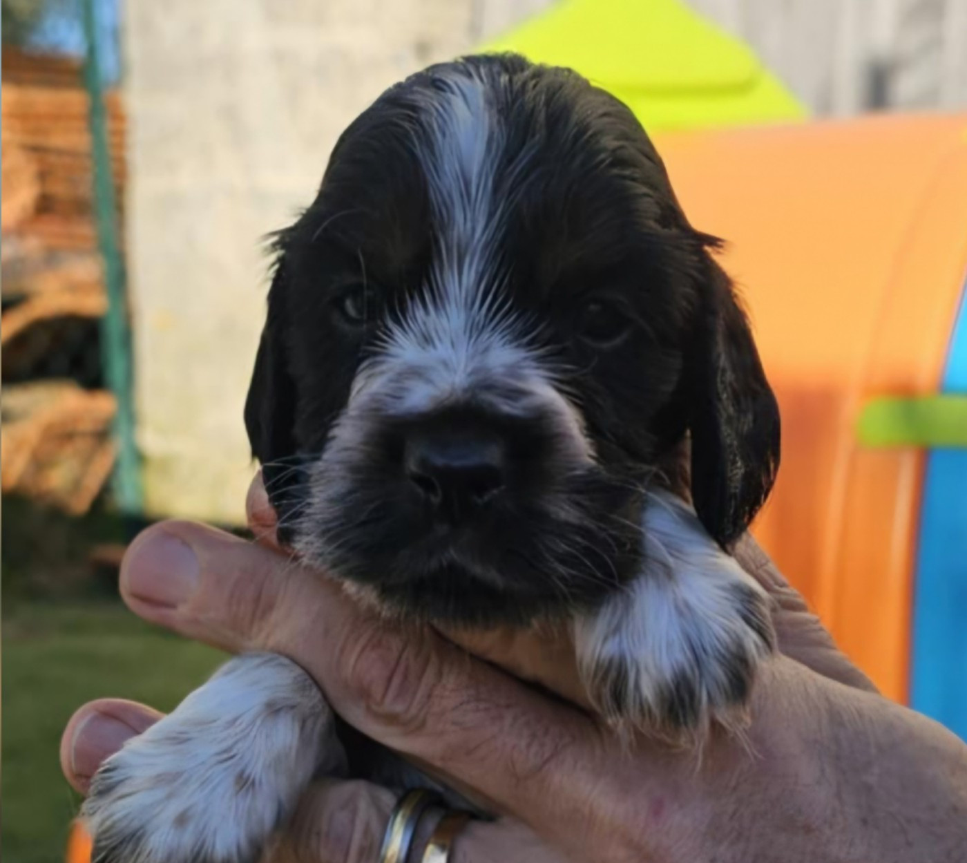 Des Joyaux Du Petit Faure - Chiots disponibles - Cocker Spaniel Anglais