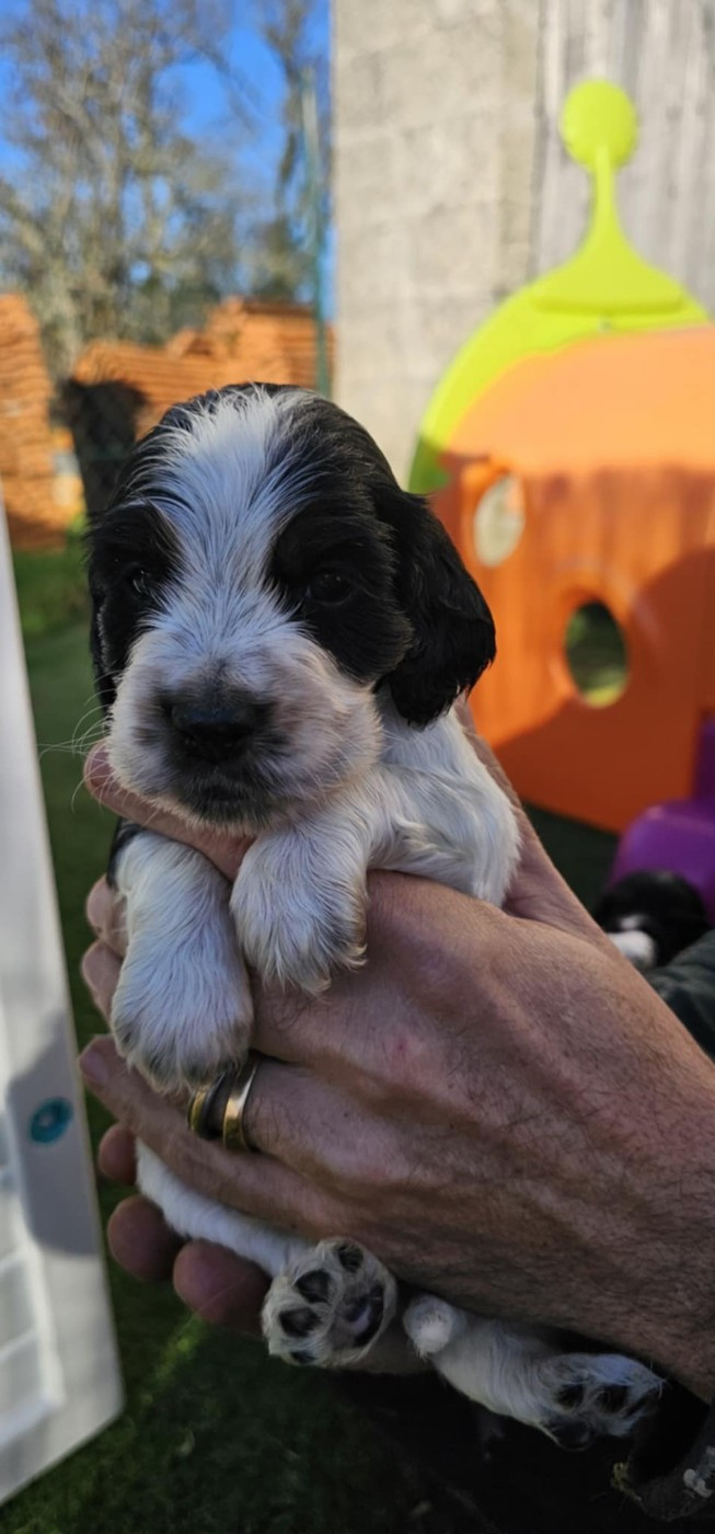 Des Joyaux Du Petit Faure - Chiots disponibles - Cocker Spaniel Anglais