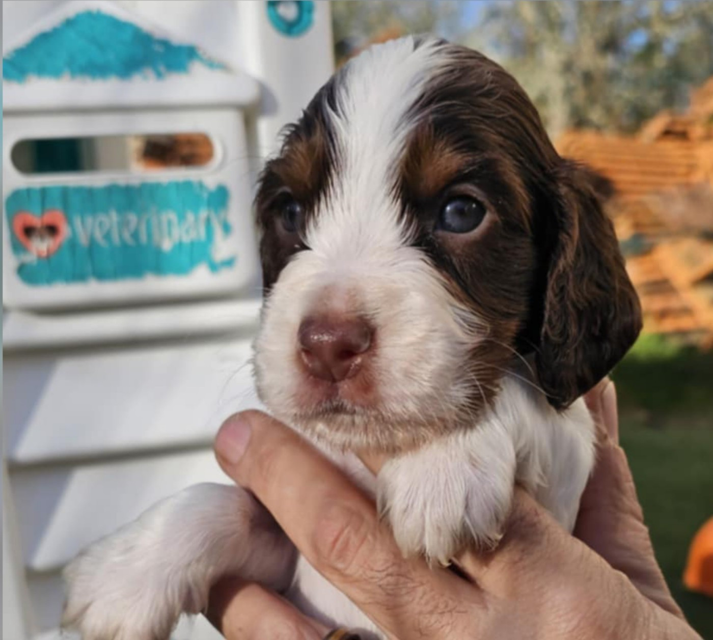 Des Joyaux Du Petit Faure - Chiots disponibles - Cocker Spaniel Anglais