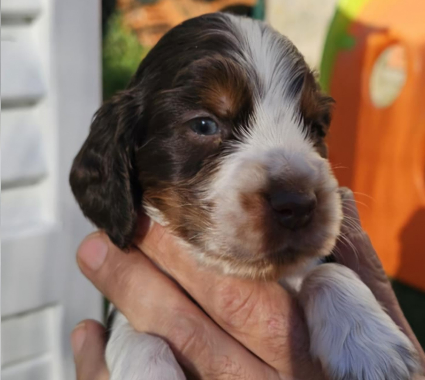 Des Joyaux Du Petit Faure - Chiots disponibles - Cocker Spaniel Anglais