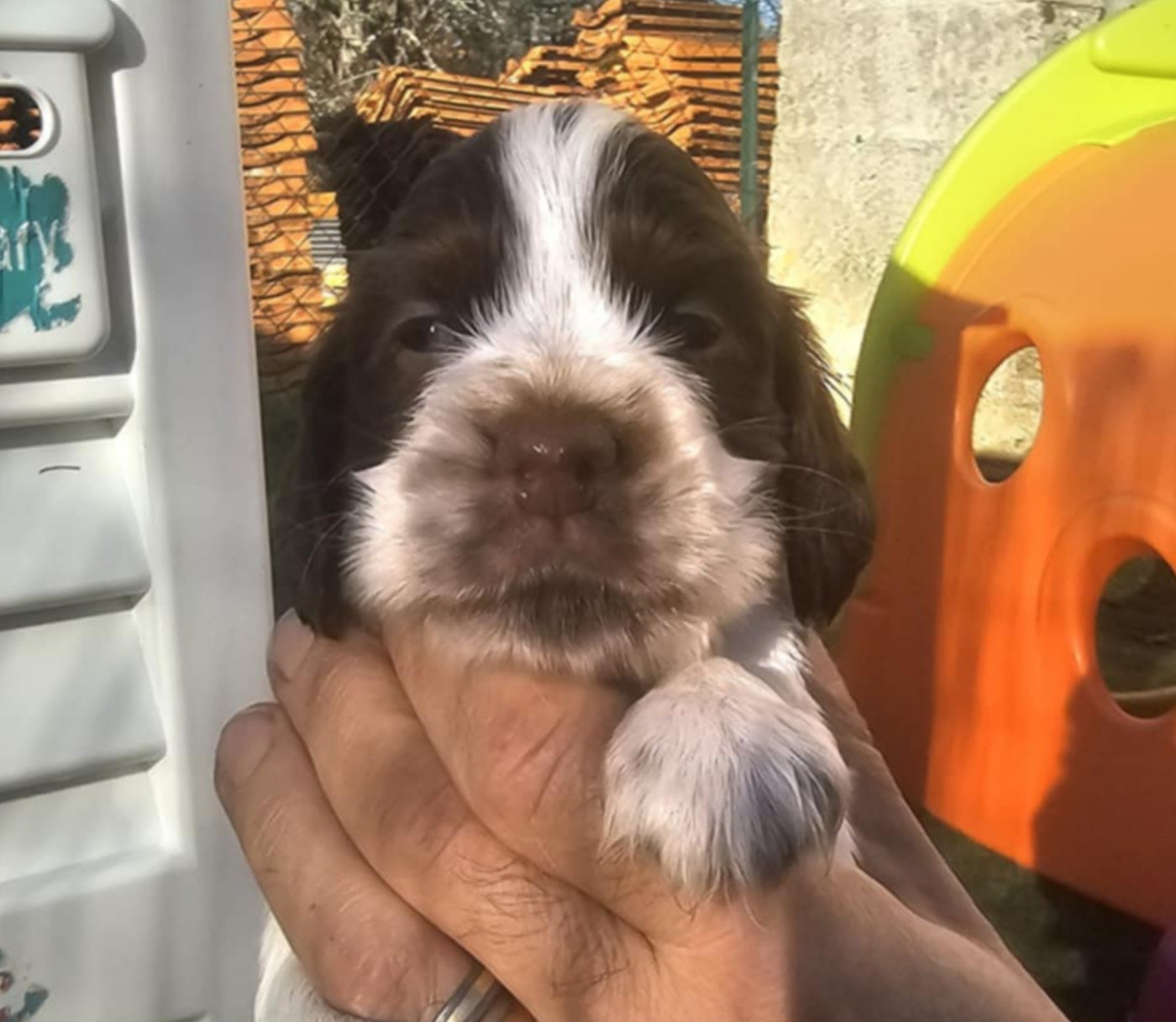 Des Joyaux Du Petit Faure - Chiots disponibles - Cocker Spaniel Anglais