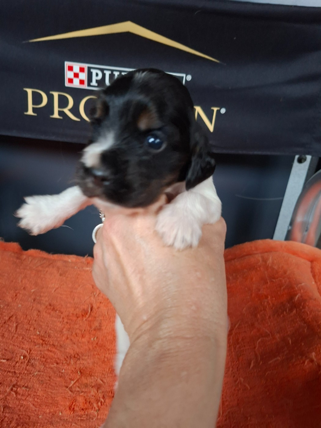 Des Joyaux Du Petit Faure - Chiots disponibles - Cocker Spaniel Anglais