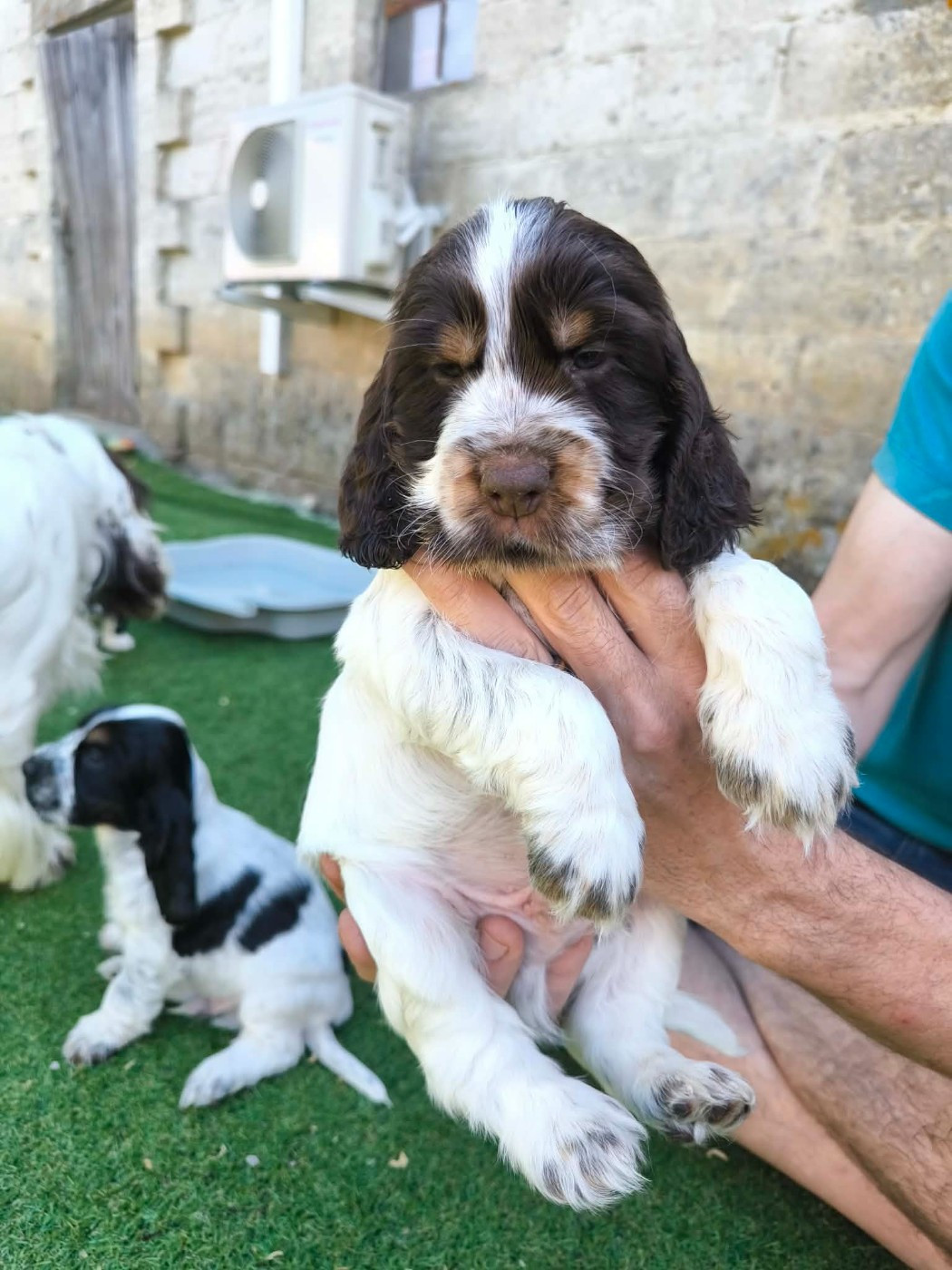 Des Joyaux Du Petit Faure - Chiots disponibles - Cocker Spaniel Anglais