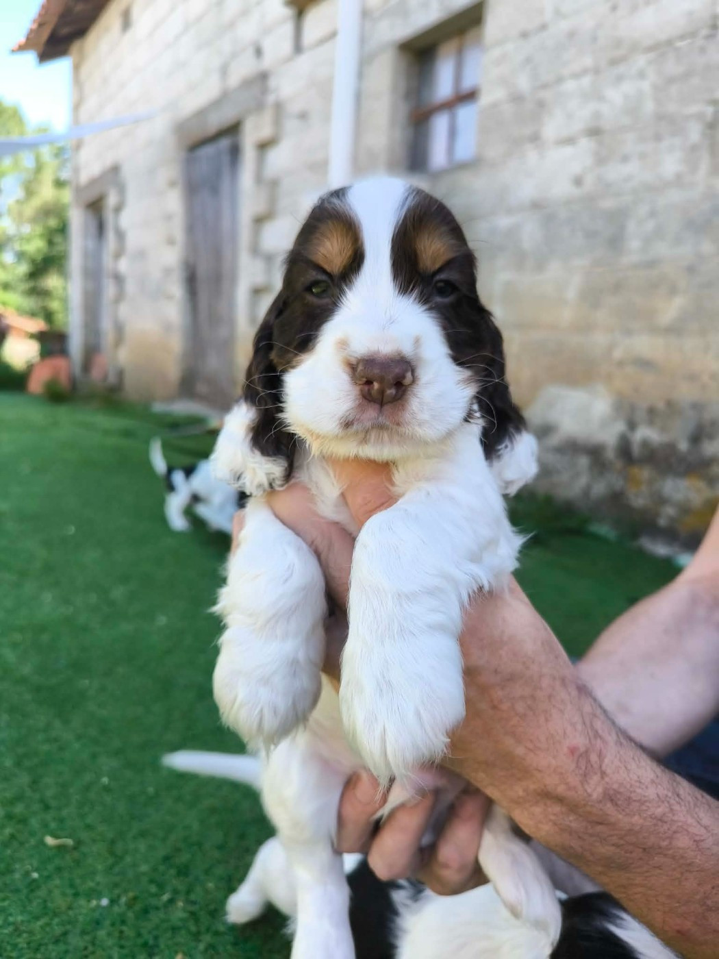 Des Joyaux Du Petit Faure - Chiots disponibles - Cocker Spaniel Anglais
