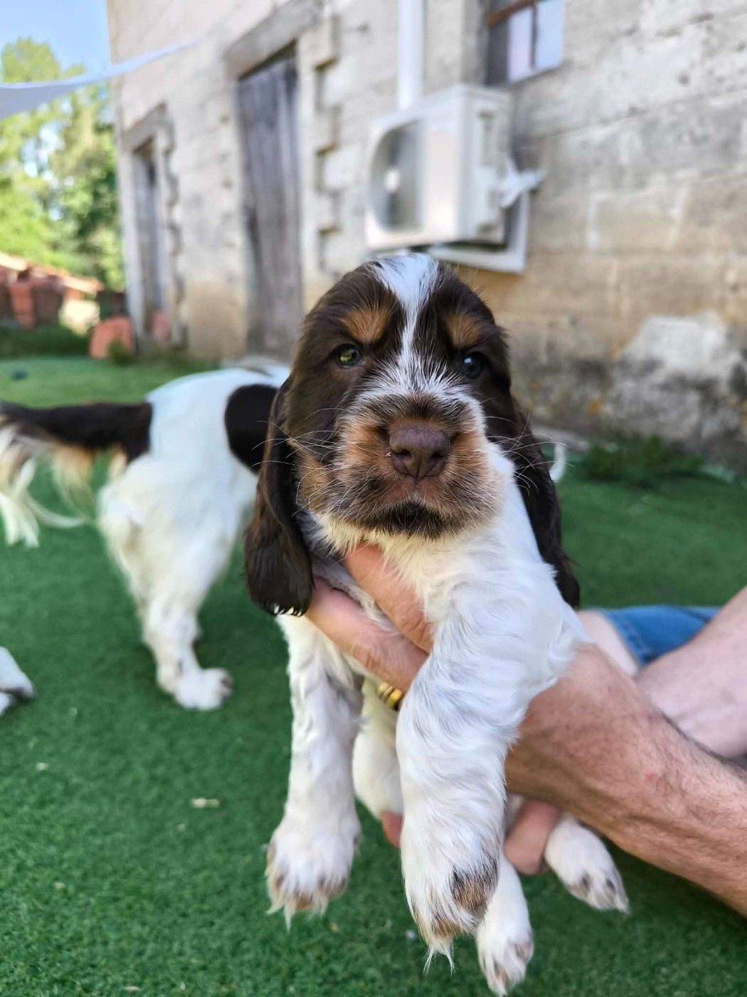 Des Joyaux Du Petit Faure - Chiots disponibles - Cocker Spaniel Anglais