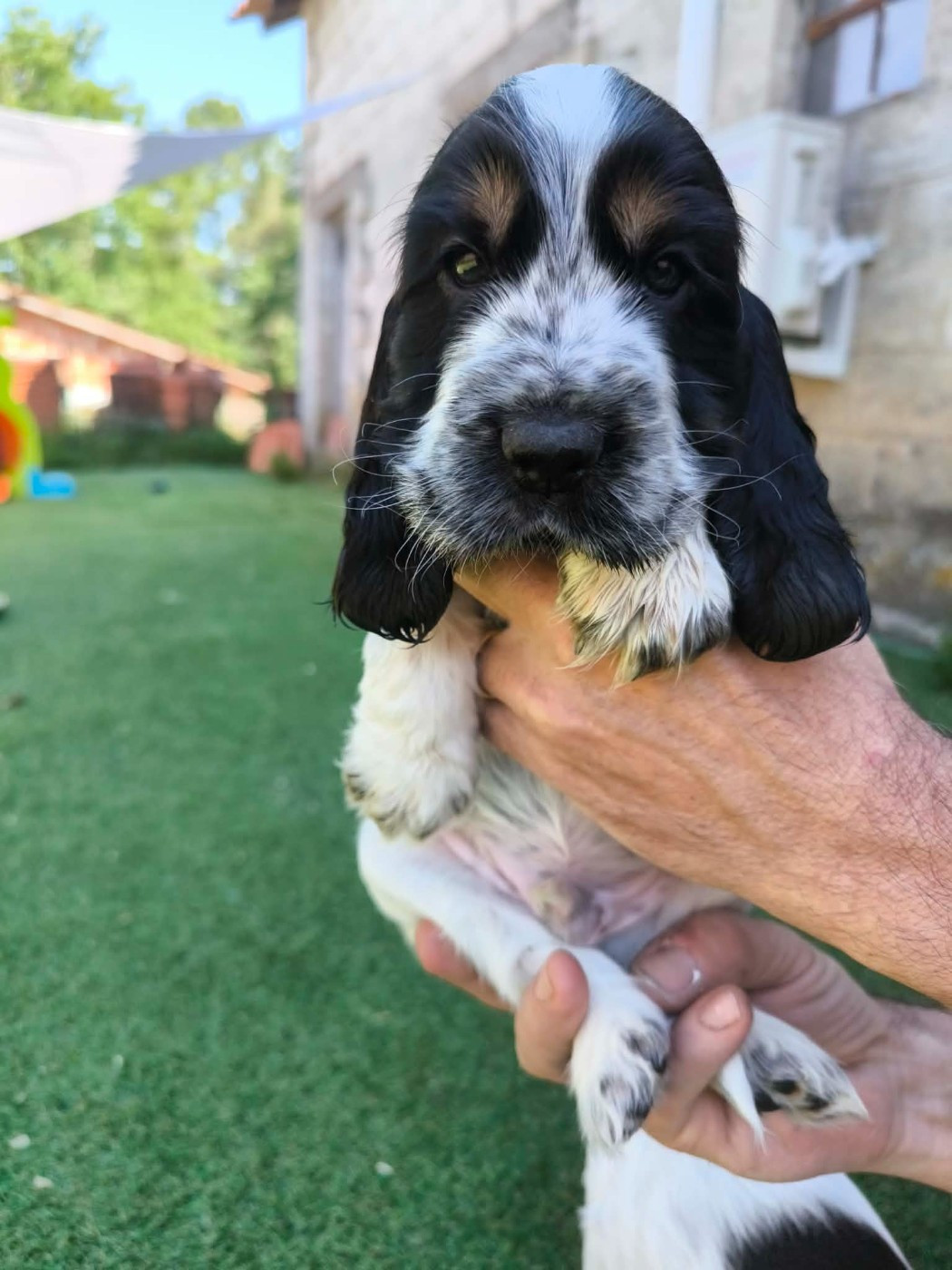 Des Joyaux Du Petit Faure - Chiots disponibles - Cocker Spaniel Anglais