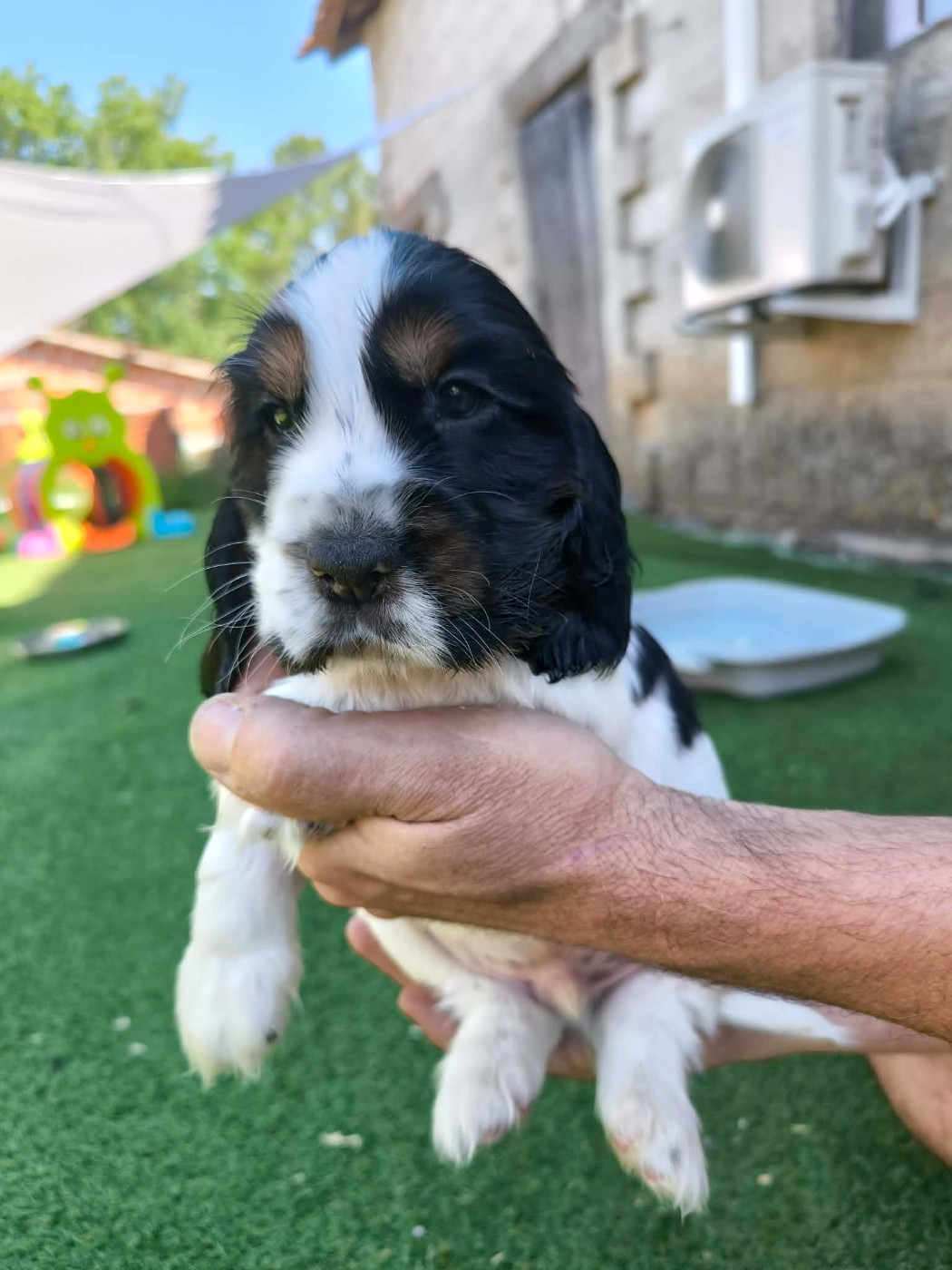 Des Joyaux Du Petit Faure - Chiots disponibles - Cocker Spaniel Anglais