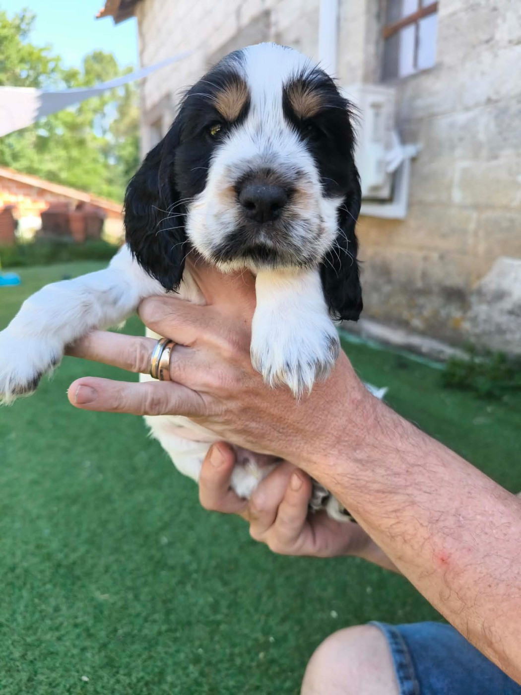 Des Joyaux Du Petit Faure - Chiots disponibles - Cocker Spaniel Anglais