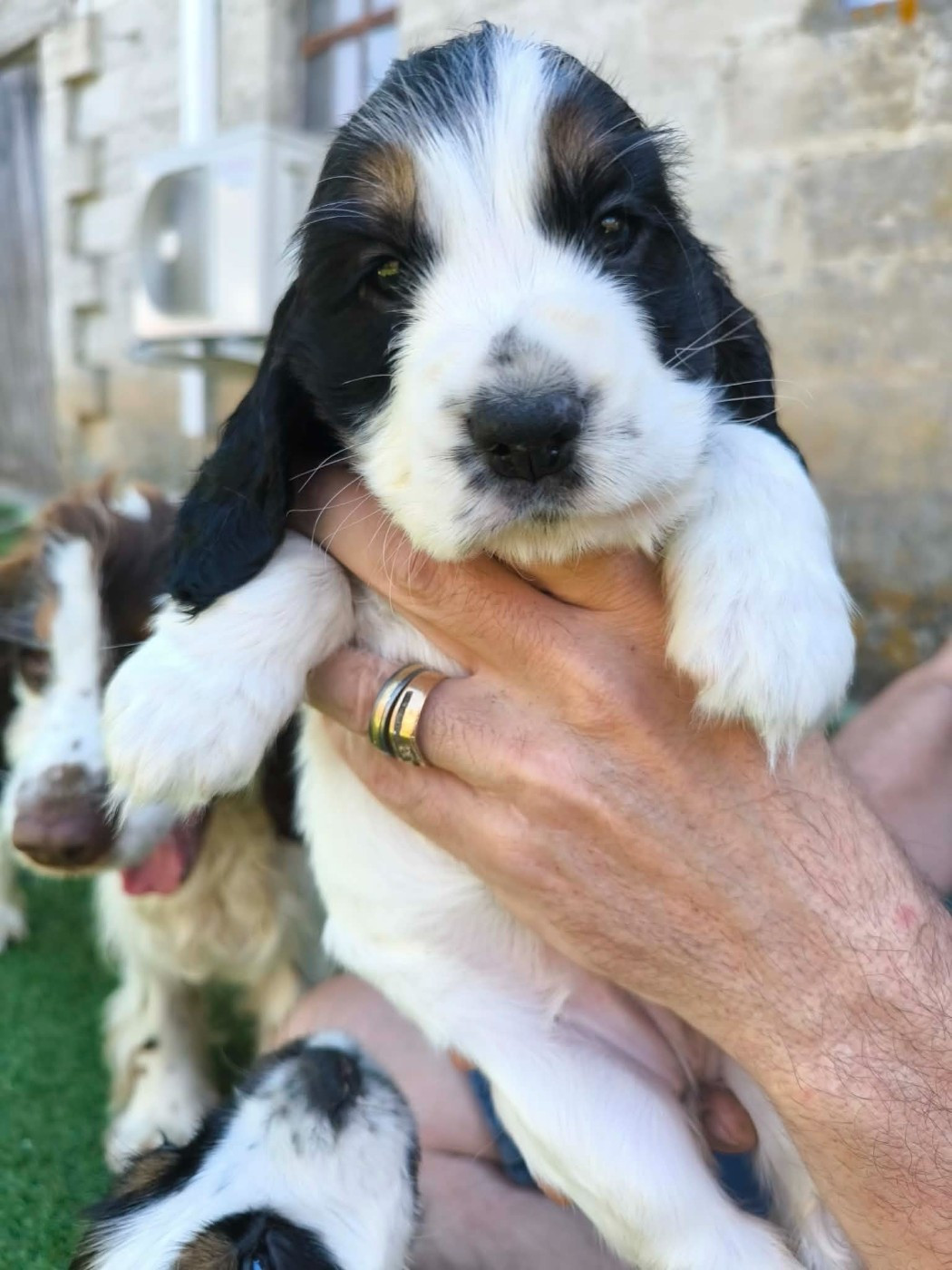 Des Joyaux Du Petit Faure - Chiots disponibles - Cocker Spaniel Anglais