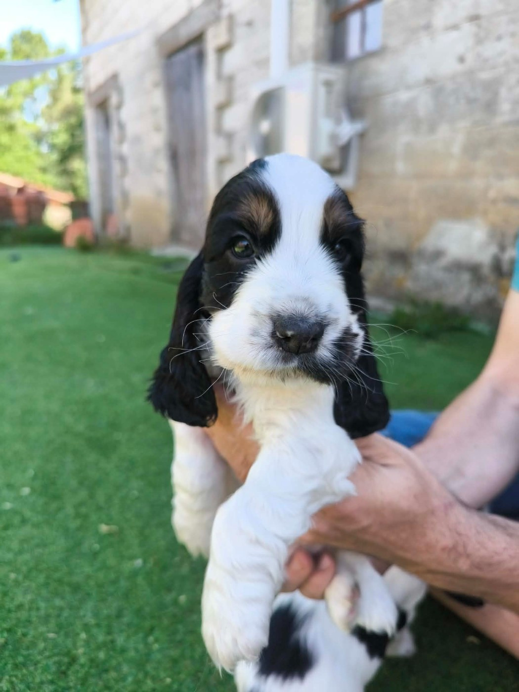 Des Joyaux Du Petit Faure - Chiots disponibles - Cocker Spaniel Anglais