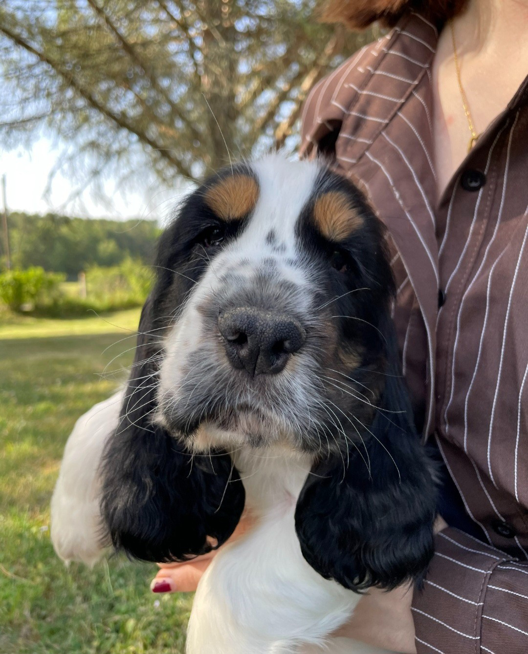 Des Joyaux Du Petit Faure - Chiots disponibles - Cocker Spaniel Anglais