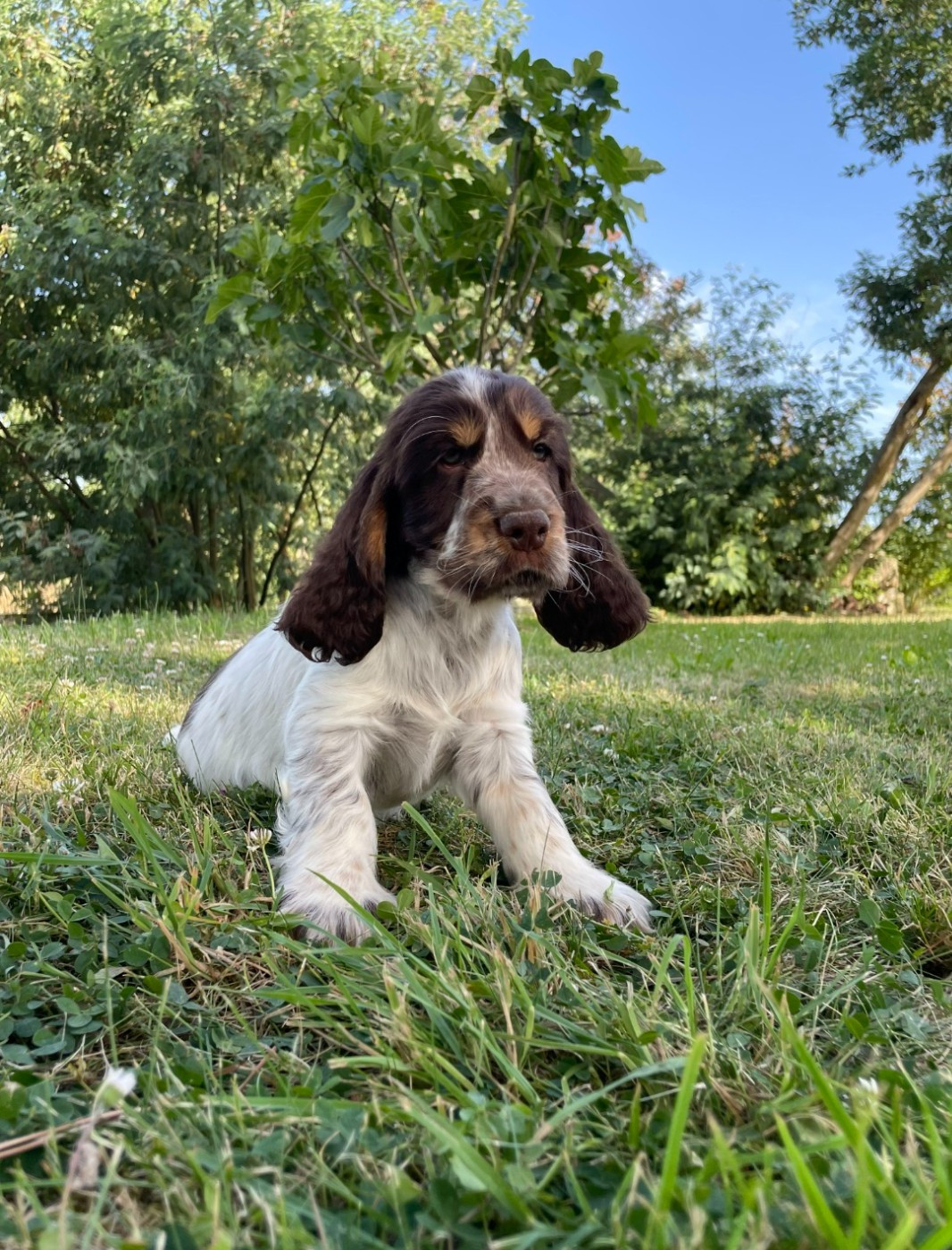 Des Joyaux Du Petit Faure - Chiots disponibles - Cocker Spaniel Anglais