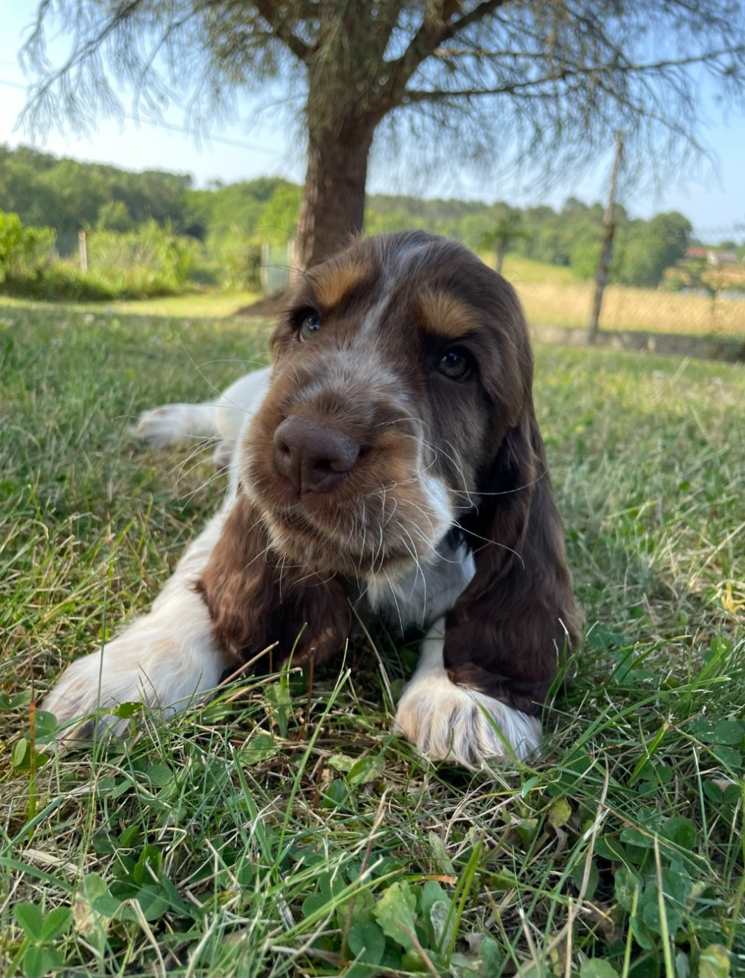 Des Joyaux Du Petit Faure - Chiots disponibles - Cocker Spaniel Anglais