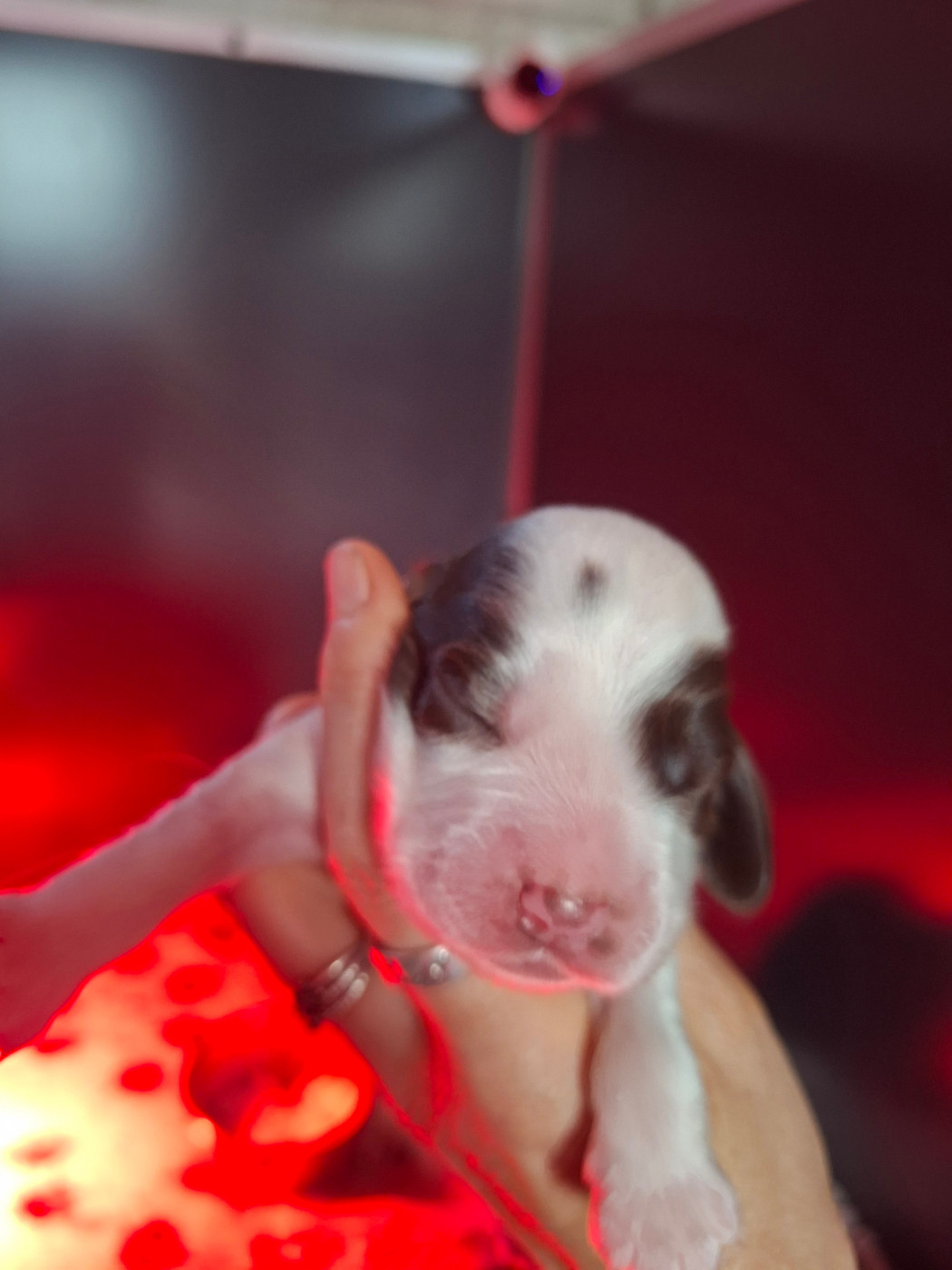 Des Joyaux Du Petit Faure - Chiots disponibles - Cocker Spaniel Anglais