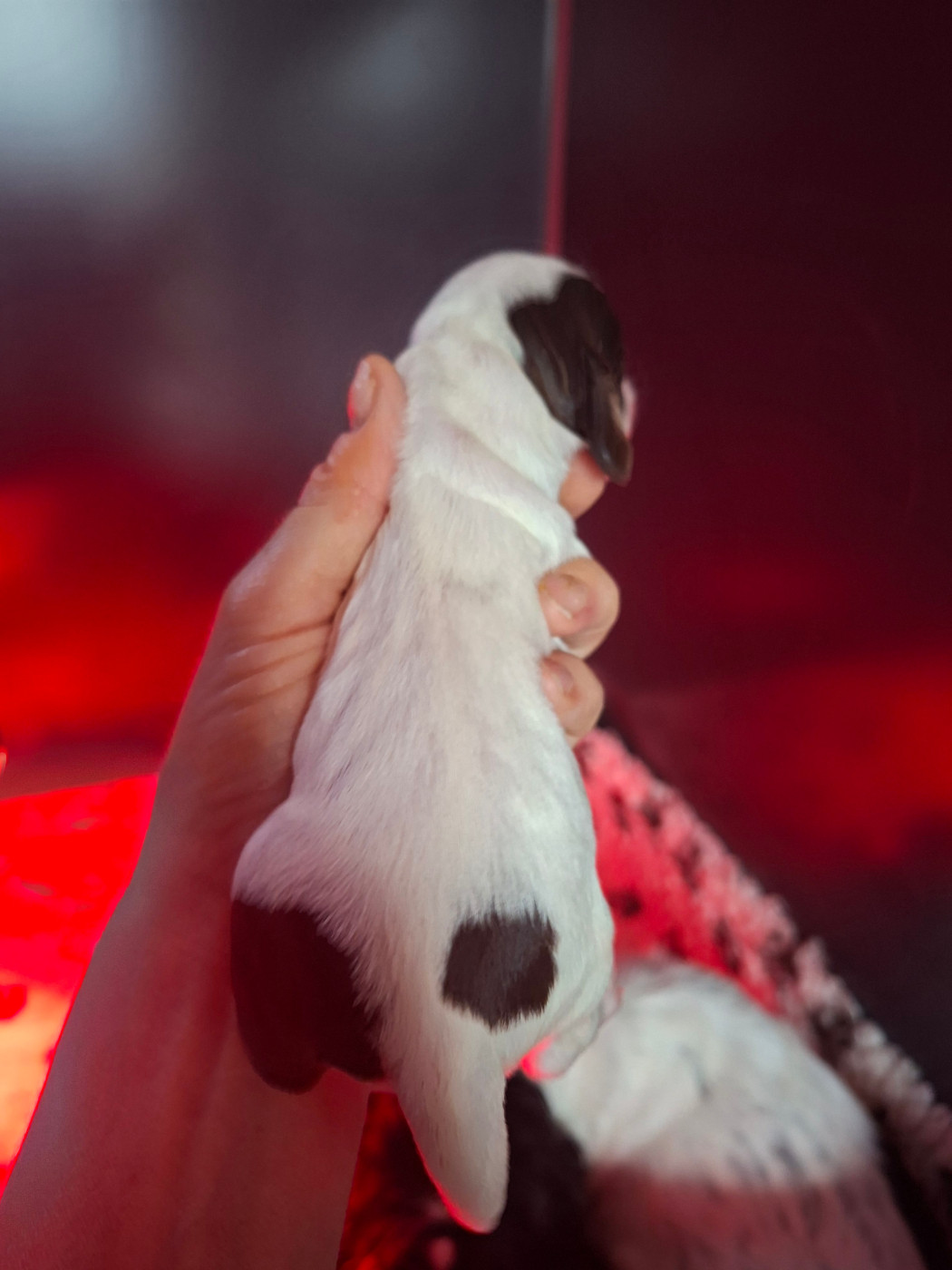Des Joyaux Du Petit Faure - Chiots disponibles - Cocker Spaniel Anglais