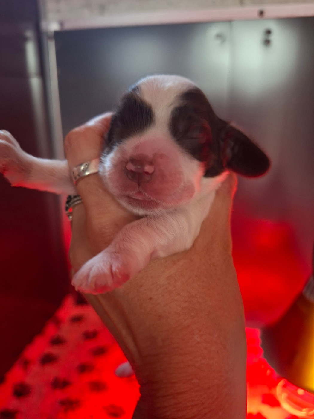 Des Joyaux Du Petit Faure - Chiots disponibles - Cocker Spaniel Anglais