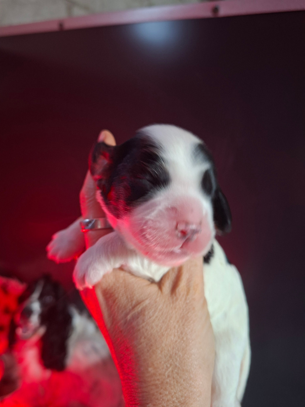 Des Joyaux Du Petit Faure - Chiots disponibles - Cocker Spaniel Anglais