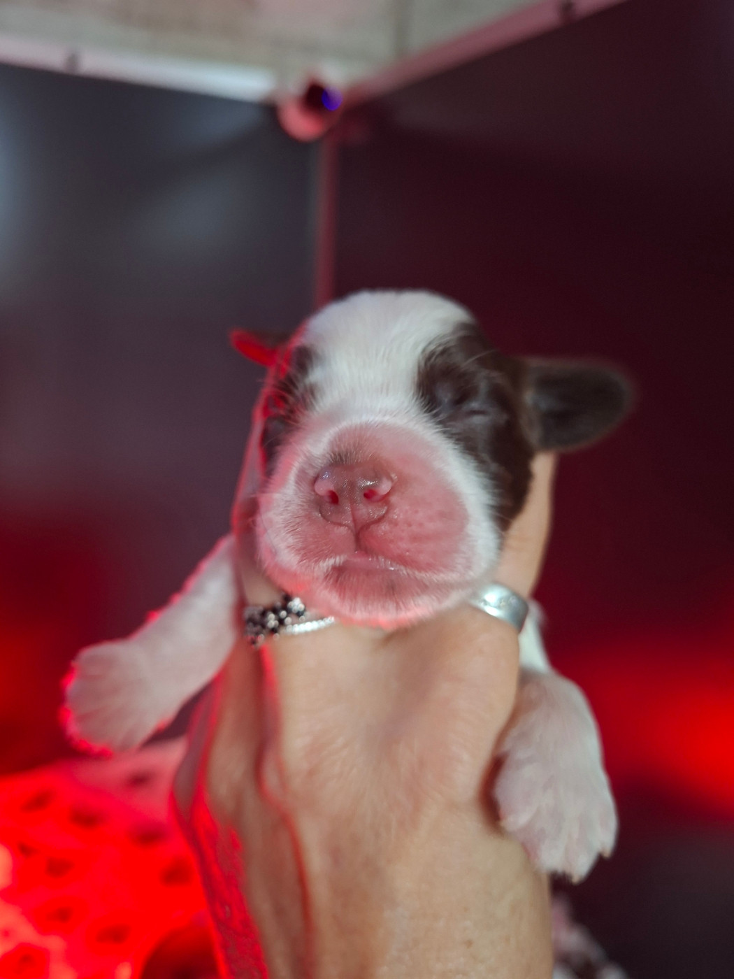 Des Joyaux Du Petit Faure - Chiots disponibles - Cocker Spaniel Anglais