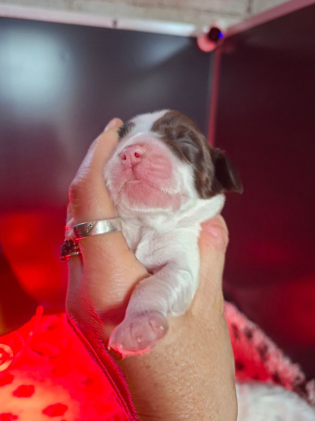 Des Joyaux Du Petit Faure - Chiots disponibles - Cocker Spaniel Anglais