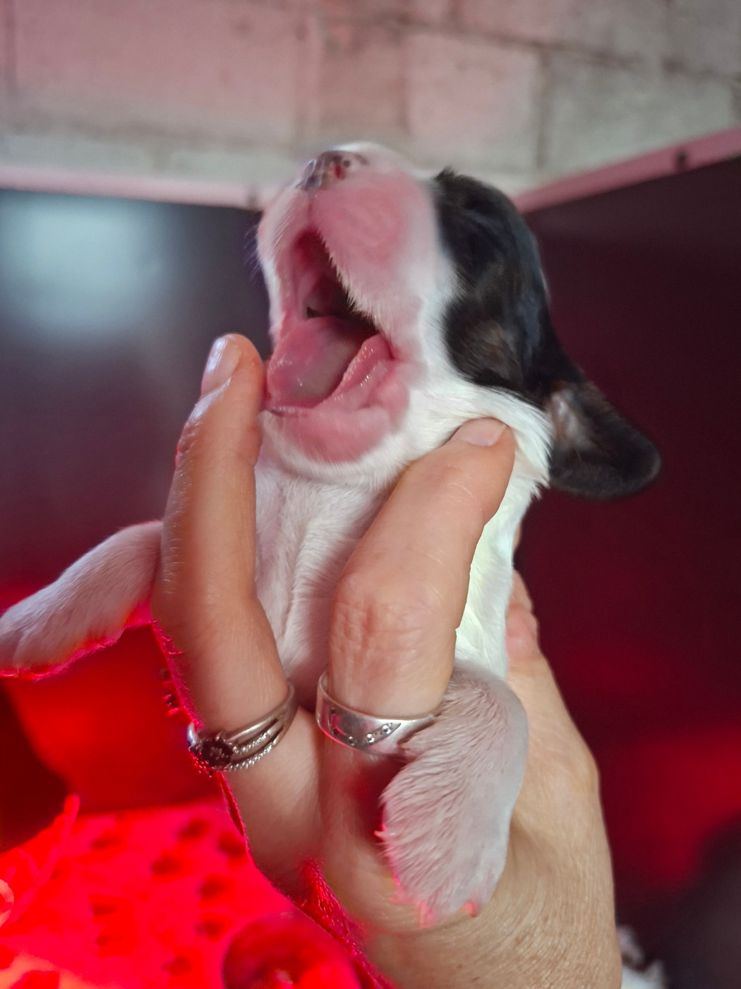 Des Joyaux Du Petit Faure - Chiots disponibles - Cocker Spaniel Anglais