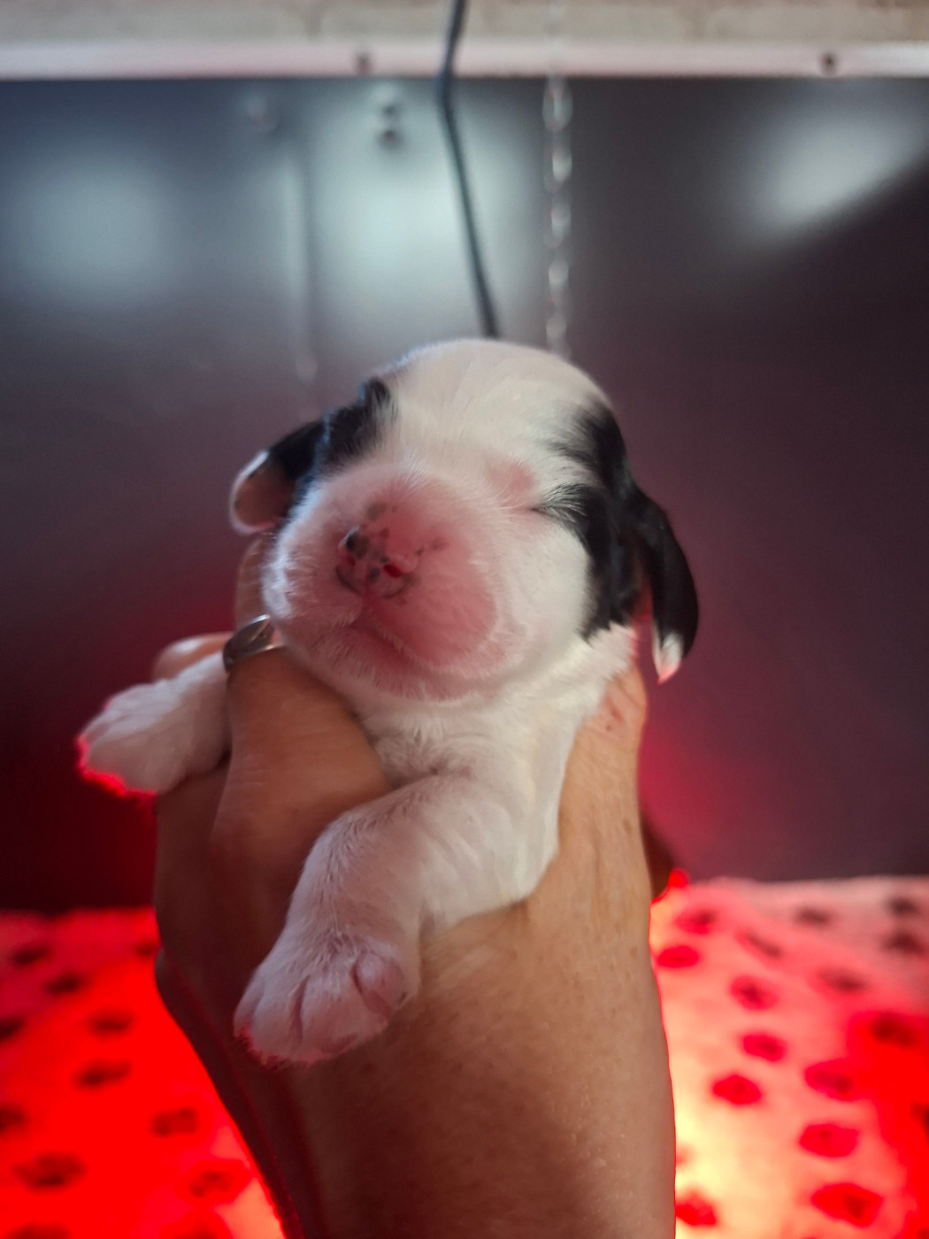 Des Joyaux Du Petit Faure - Chiots disponibles - Cocker Spaniel Anglais