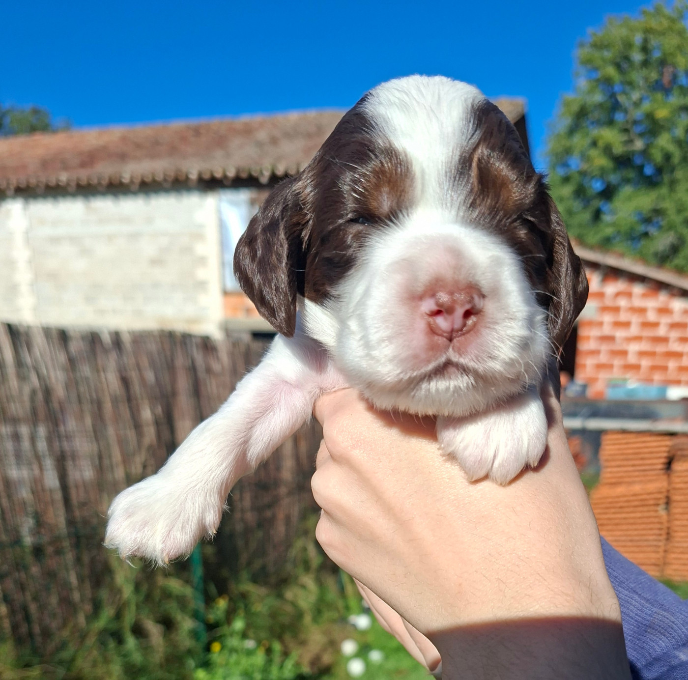 Des Joyaux Du Petit Faure - Chiots disponibles - Cocker Spaniel Anglais