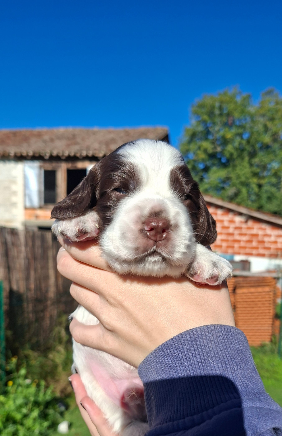 Des Joyaux Du Petit Faure - Chiots disponibles - Cocker Spaniel Anglais