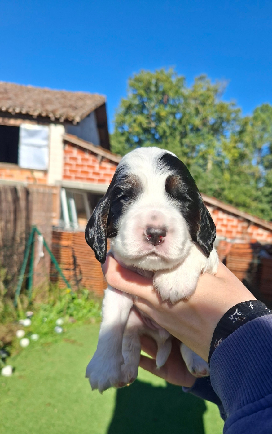 Des Joyaux Du Petit Faure - Chiots disponibles - Cocker Spaniel Anglais