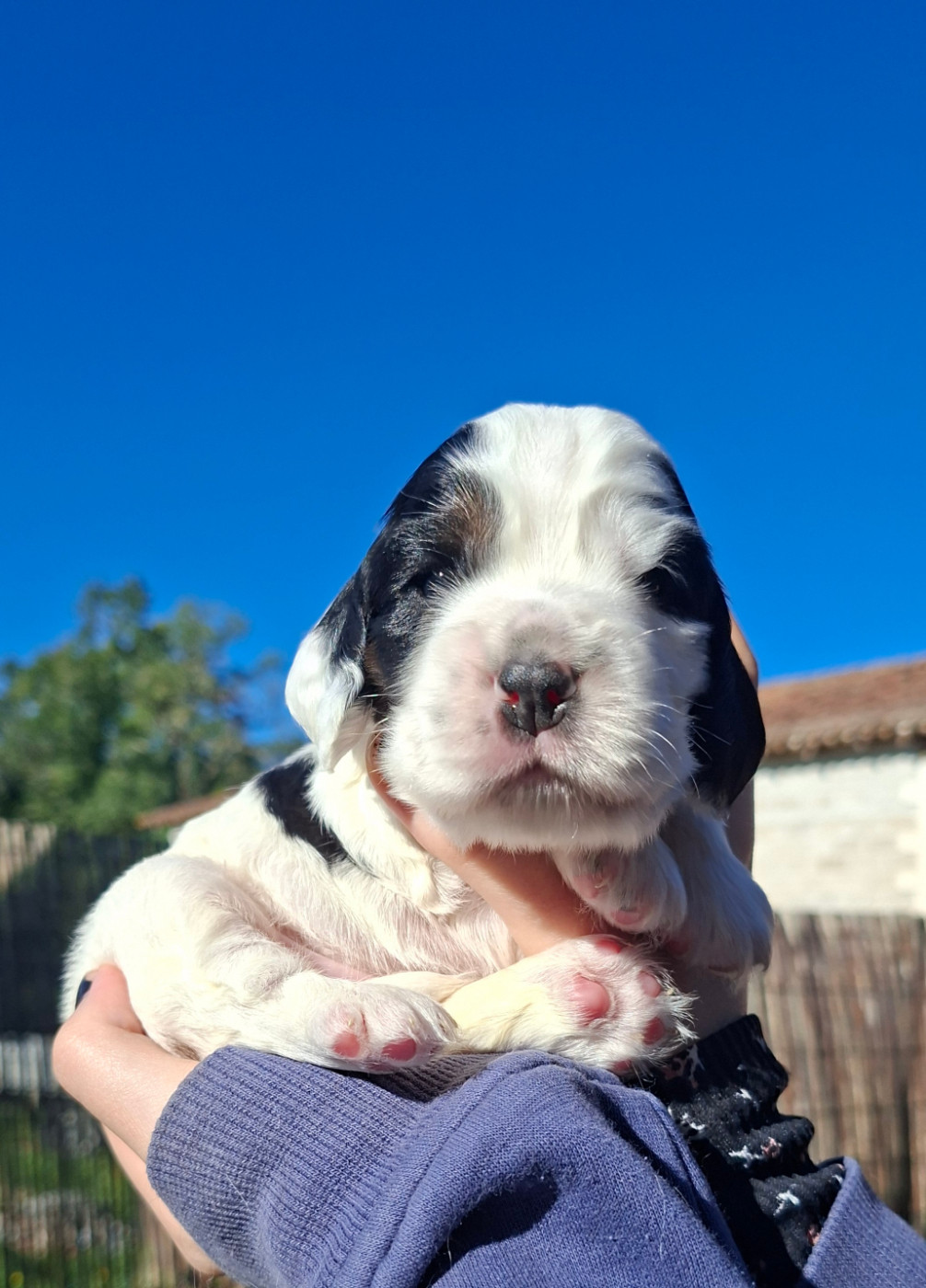 Des Joyaux Du Petit Faure - Chiots disponibles - Cocker Spaniel Anglais
