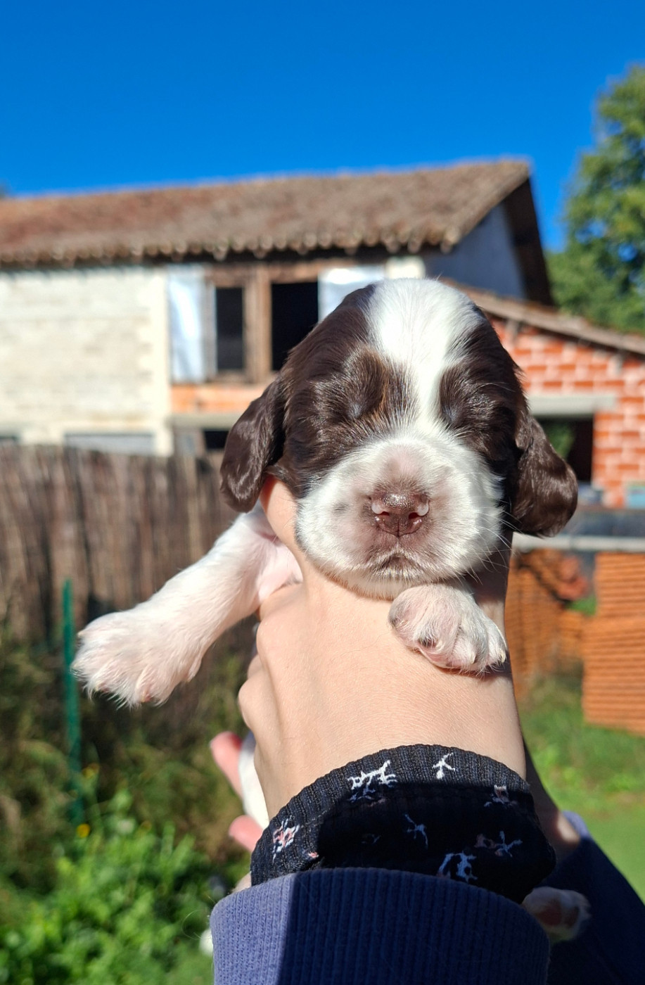 Des Joyaux Du Petit Faure - Chiots disponibles - Cocker Spaniel Anglais