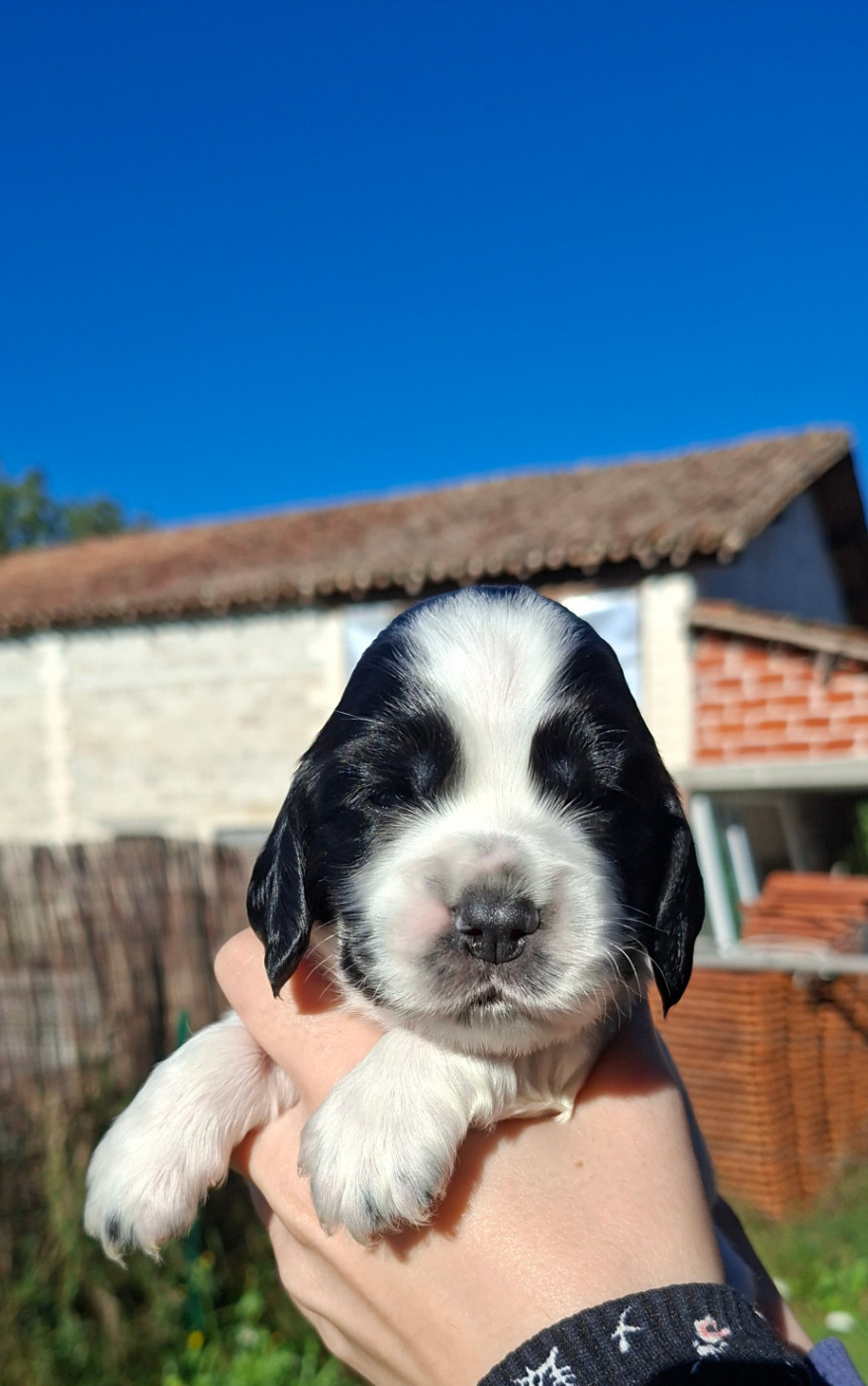 Des Joyaux Du Petit Faure - Chiots disponibles - Cocker Spaniel Anglais