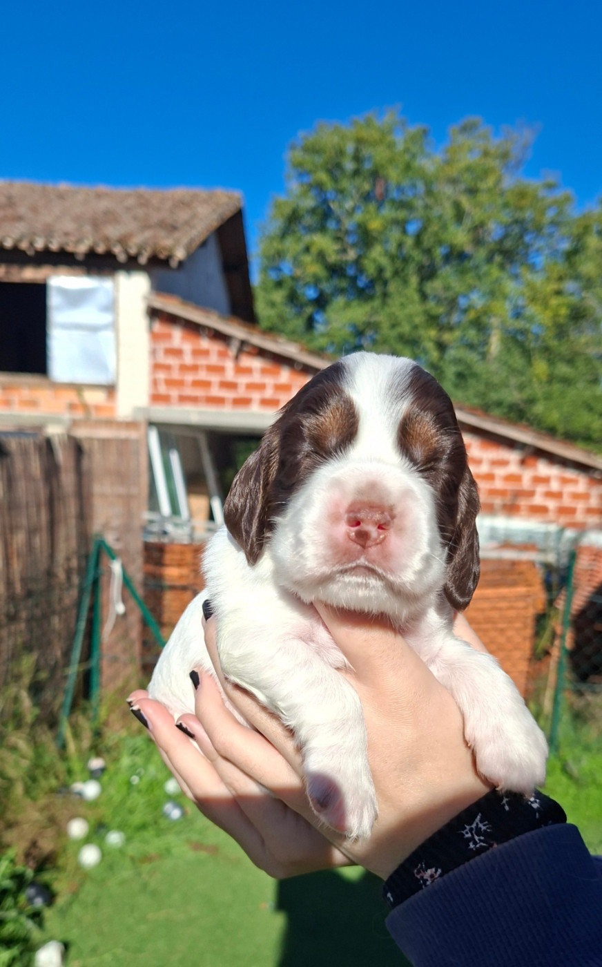 Des Joyaux Du Petit Faure - Chiots disponibles - Cocker Spaniel Anglais
