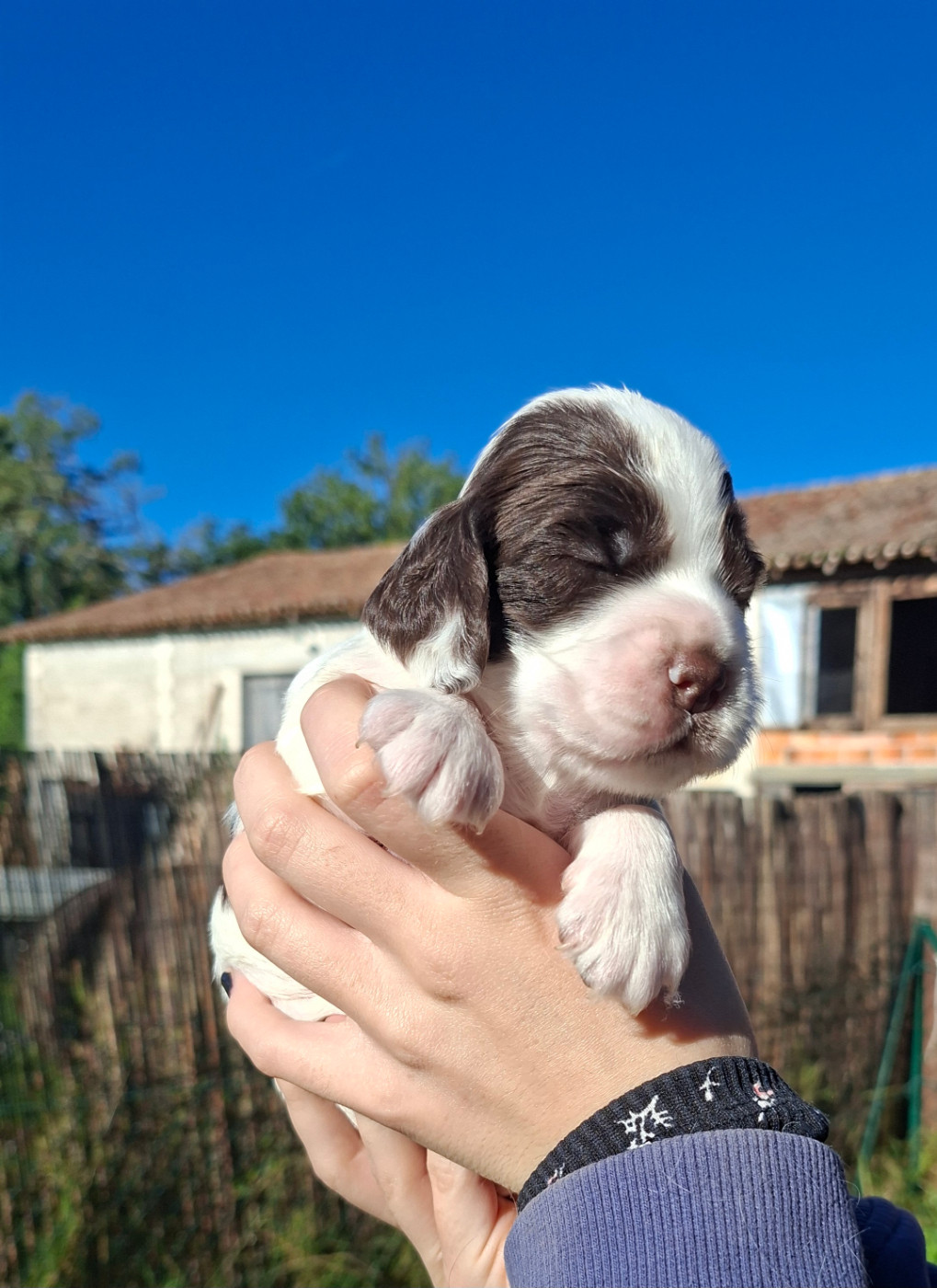 Des Joyaux Du Petit Faure - Chiots disponibles - Cocker Spaniel Anglais