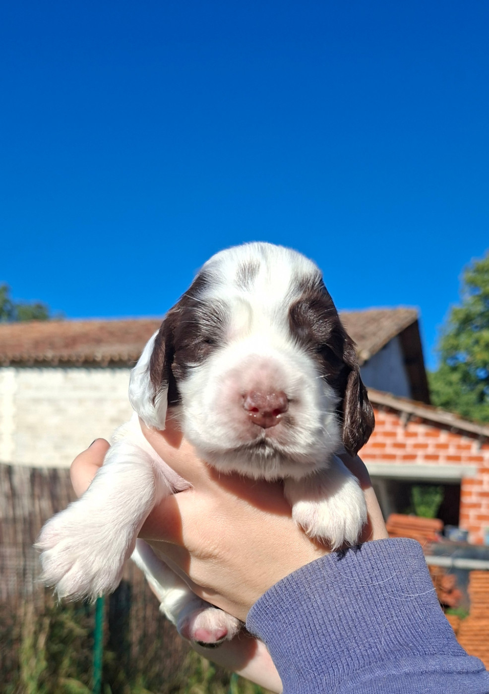 Des Joyaux Du Petit Faure - Chiots disponibles - Cocker Spaniel Anglais