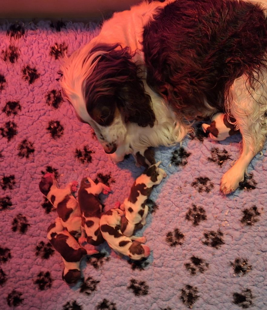 Des Joyaux Du Petit Faure - Cocker Spaniel Anglais - Portée née le 05/11/2025