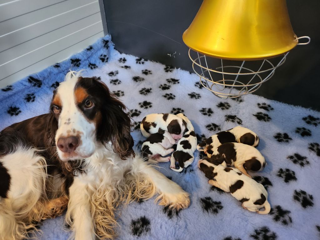 Des Joyaux Du Petit Faure - Cocker Spaniel Anglais - Portée née le 18/11/2023