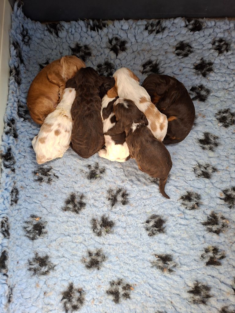 Des Joyaux Du Petit Faure - Cocker Spaniel Anglais - Portée née le 03/06/2025