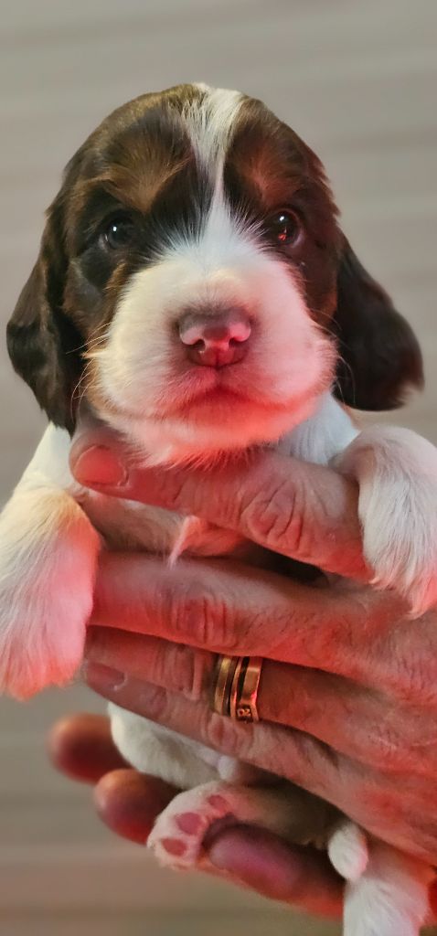 Des Joyaux Du Petit Faure - Chiots disponibles - Cocker Spaniel Anglais