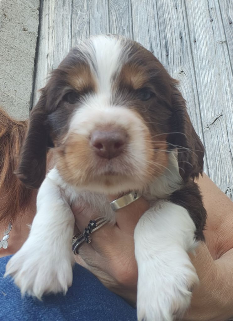 Des Joyaux Du Petit Faure - Cocker Spaniel Anglais - Portée née le 05/09/2023